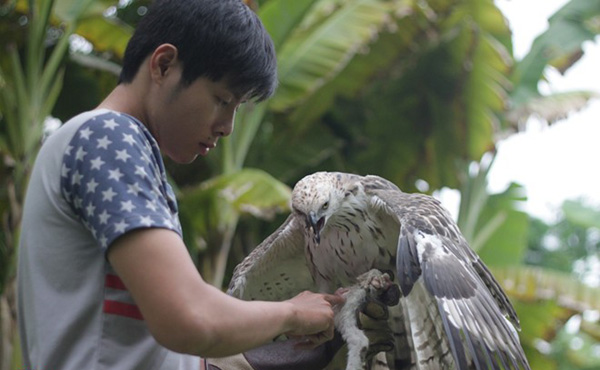 Nguyễn Việt Anh đang nuôi đại bàng ưng. Cả hai con chim đều có giá ít nhất 200 triệu đồng/ con.